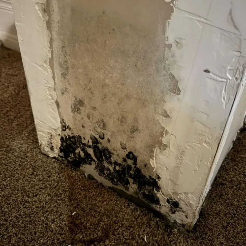 Professional Mold Removal in Nauvoo, IL